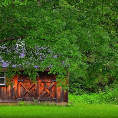 Дауд Абасов