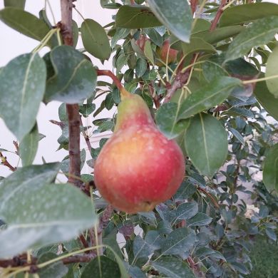 farhod nazarov Profile Picture