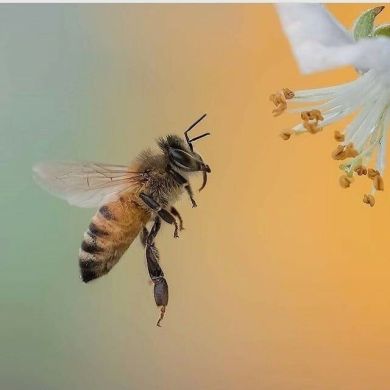 Мухаммад Али