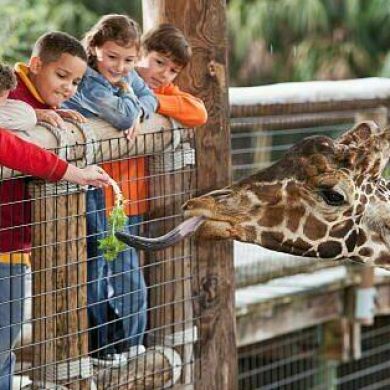 Maruf Iso Profile Picture