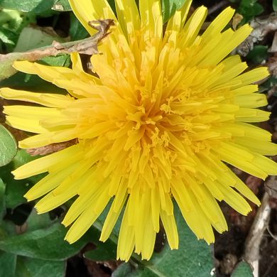 Bahodirjon qizi Profile Picture