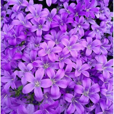 Диана Абдурасулова Profile Picture