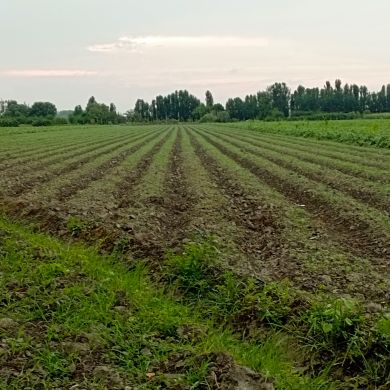 Elyorbek Tuhtanazarov Profile Picture