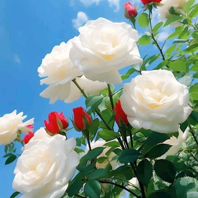 Mehdi kedir Profile Picture