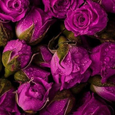 Um Abdullah Profile Picture