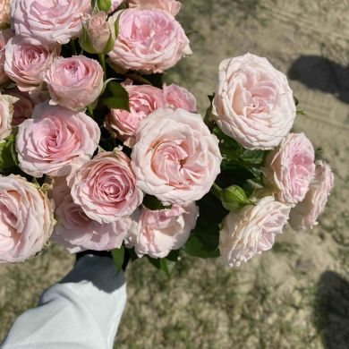 Ильзия Шаяхметова