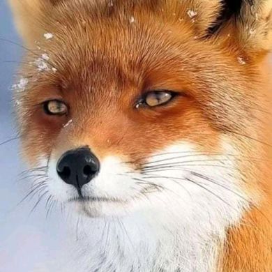 Zafarxodja Profile Picture