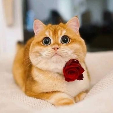 aisha_sestra Profile Picture