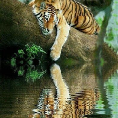 MuhammadYusuf_Hojiak