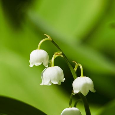 Nigora Bint Ergashali Profile Picture