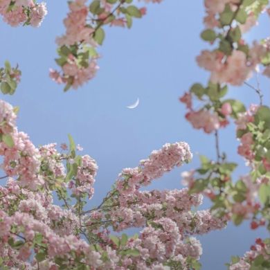 Tayseer Mohamed Profile Picture