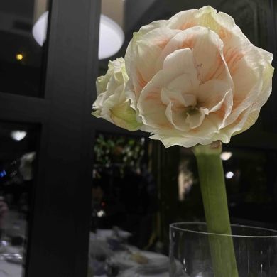 swuzd Profile Picture