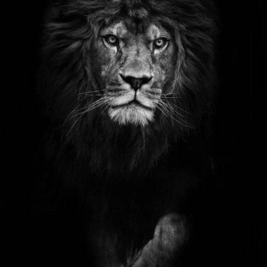 Shamil Shamil Profile Picture