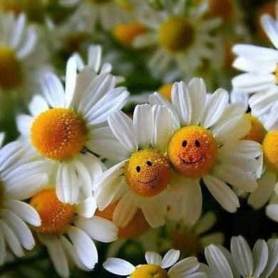 Покиза Рахматуллаева