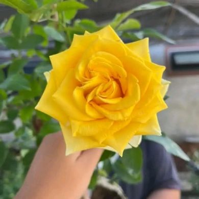 Ahmed Muhe Profile Picture