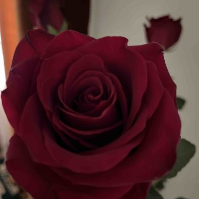 Умусайбат Салихбекова Profile Picture