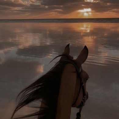 shamissab Profile Picture