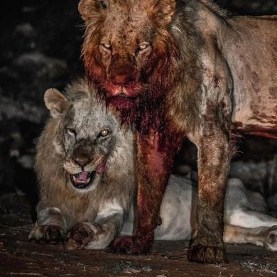 oum Jebreel Profile Picture