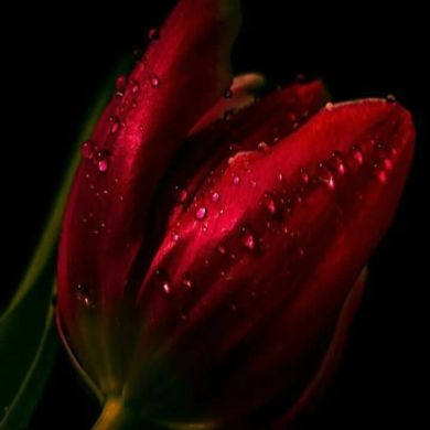 Aisha_Yasmin Profile Picture