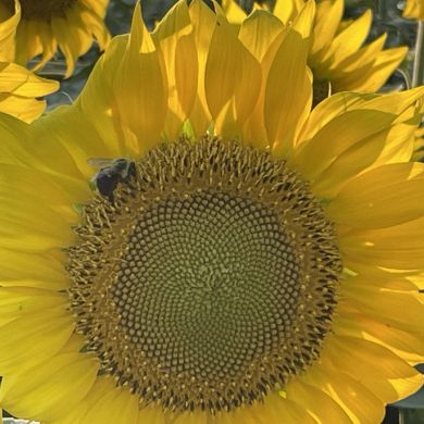 Inaya Profile Picture