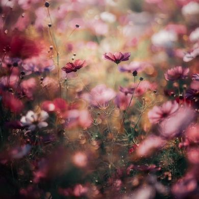 آشيتي ٠ Profile Picture