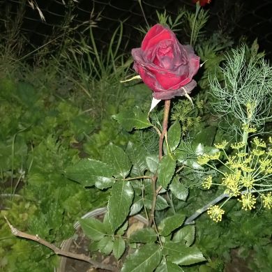 Fatima gamzatgadjieva Profile Picture