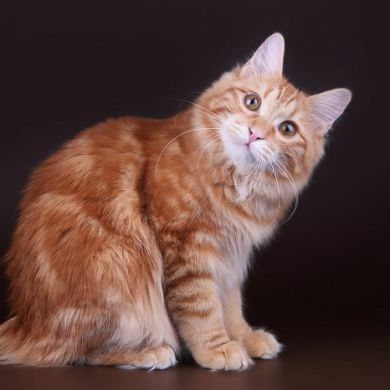 Muhibulloh_Saydullayev profile picture