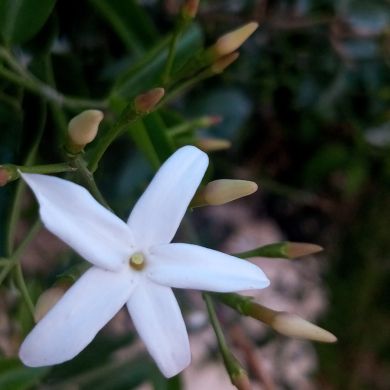 نعمة الشيخ قاسم