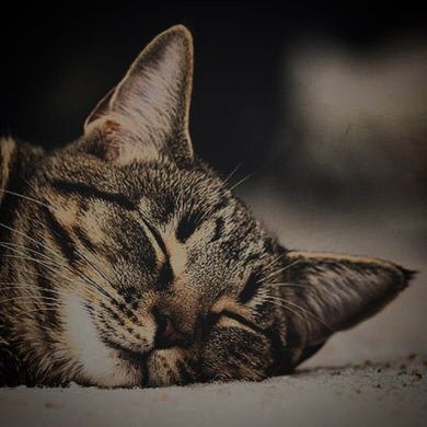 Абу Хурайра