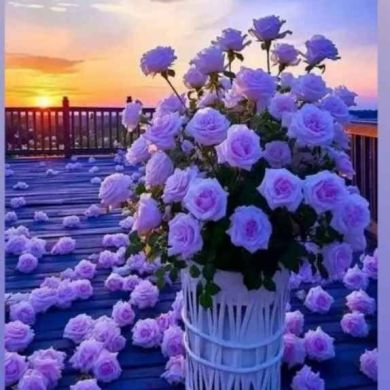 abu meryem Profile Picture