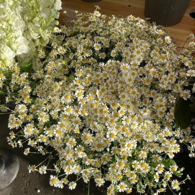 Muslima Aminova Profile Picture