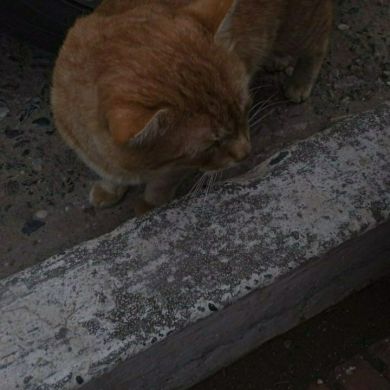 Xusanov Profile Picture