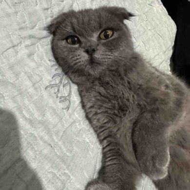 Namoz Otabek Profile Picture