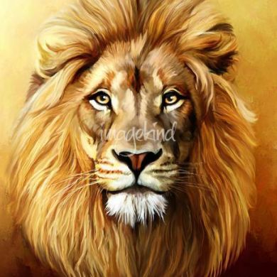 Ali_muhojir Profile Picture