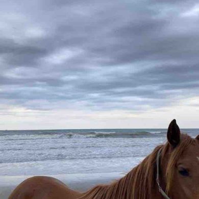 салима сайха umma