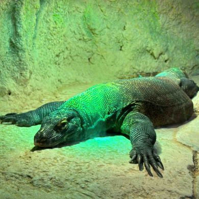 Free Weezy Profile Picture