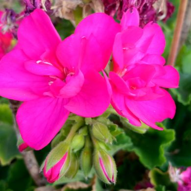 TED369 Profile Picture