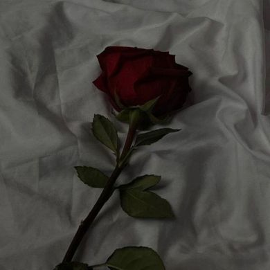 ( My content ) profile picture