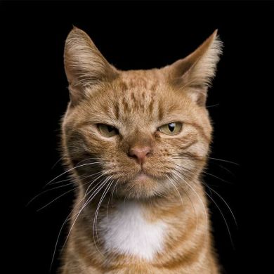 Abdul Jabbar ibn al-Mudarris