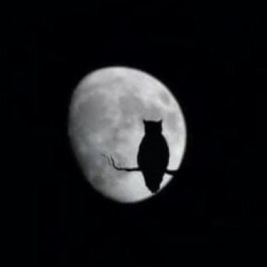 abi_muslim Profile Picture