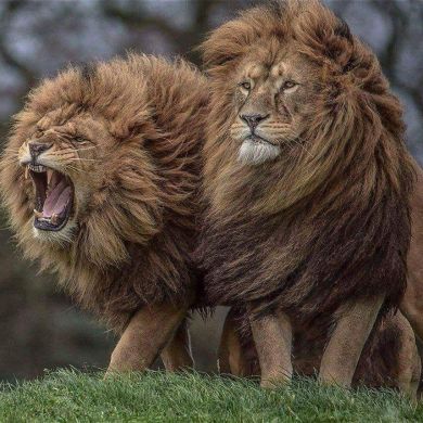 Furqat Musofir Profile Picture