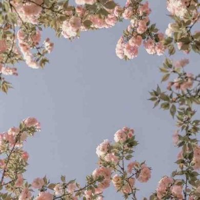 afreen ) Profile Picture