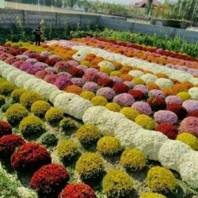 Sam Ramim Profile Picture