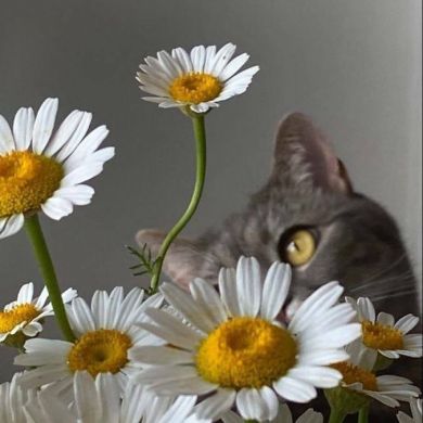 Di Va Profile Picture