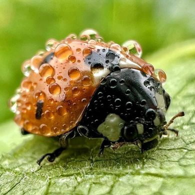 Анвар Файз Profile Picture