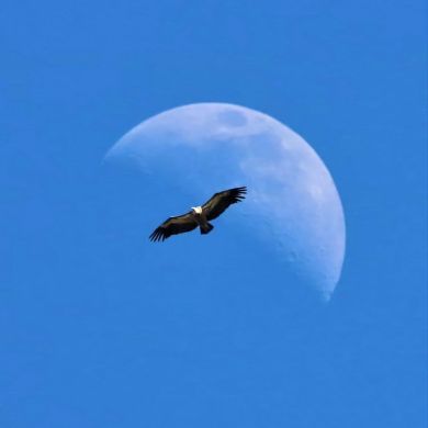 Abu Musab Profile Picture