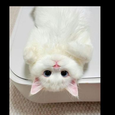 Ilkhamzhan Tolametov