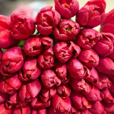 Shaxlo Kamilova Profile Picture