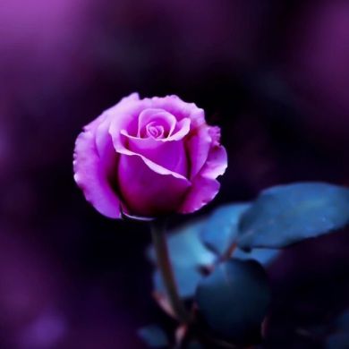 Гулноза Роишева Profile Picture