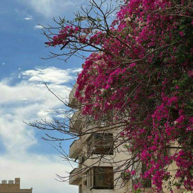 With_Quran Profile Picture